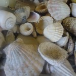 Make your own seashell bathroom picture